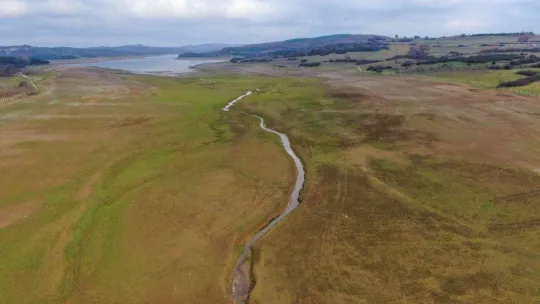 Suların çekildiği Ömerli Baraj'ında artık büyükbaş hayvanlar otlatılıyor