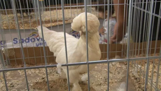 Süs tavukları ve köpekler en güzel olmak için yarıştı