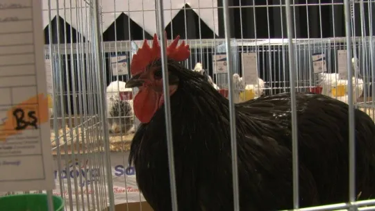 Süs tavukları ve köpekler en güzel olmak için yarıştı