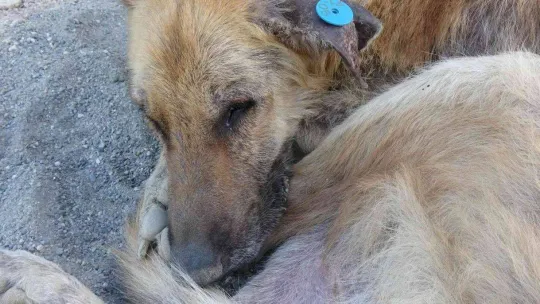 Talihsiz köpeğin başına gelmeyen kalmadı