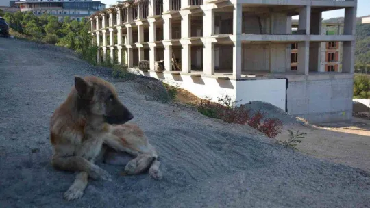 Talihsiz köpeğin başına gelmeyen kalmadı