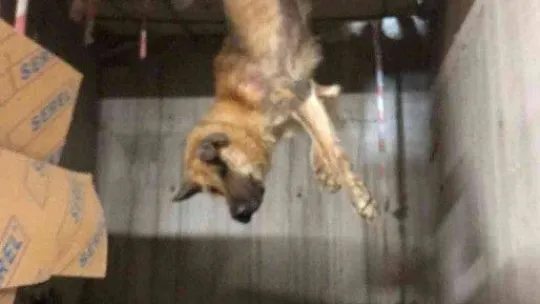 Talihsiz köpeğin başına gelmeyen kalmadı