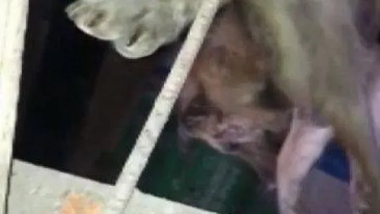 Talihsiz köpeğin başına gelmeyen kalmadı