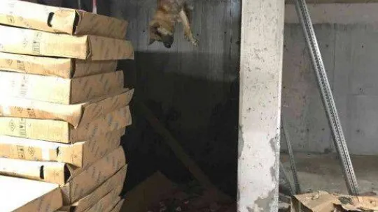 Talihsiz köpeğin başına gelmeyen kalmadı