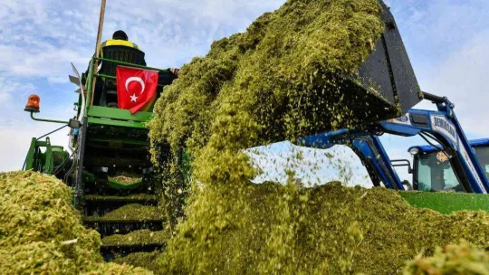 Tarım Kampüsü'nde yetiştirilen silajlık mısır hasadı yapıldı