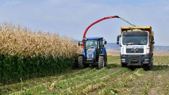 Tarım Kampüsü'nde yetiştirilen silajlık mısır hasadı yapıldı