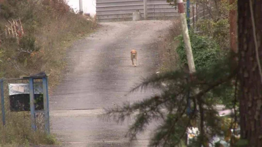 Tavuklarına saldırdığı gerekçesiyle sokak köpeğine ateş açtı