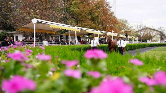 Tay satışında rekor fiyat 1 milyon TL oldu