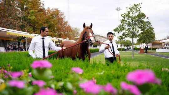 Tay satışında rekor fiyat 1 milyon TL oldu