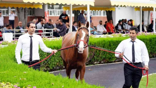Tay satışında rekor fiyat 1 milyon TL oldu