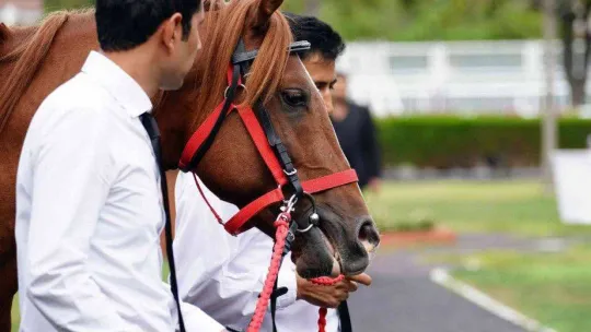 Tay satışında rekor fiyat 1 milyon TL oldu