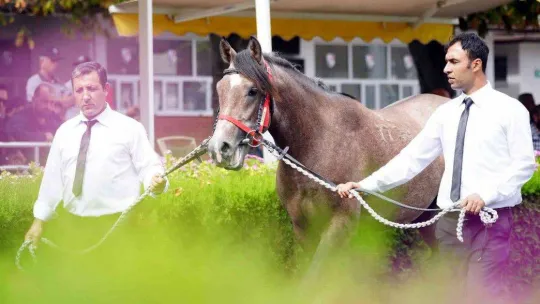 Tay satışında rekor fiyat 1 milyon TL oldu