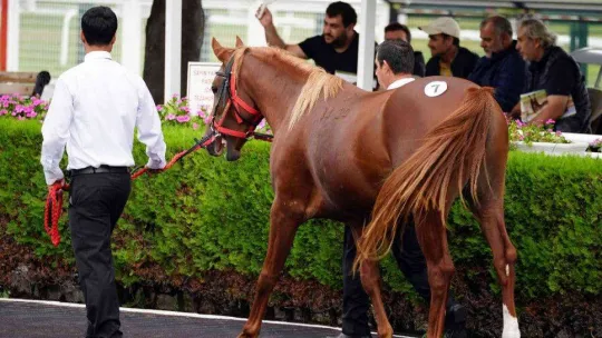 Tay satışında rekor fiyat 1 milyon TL oldu