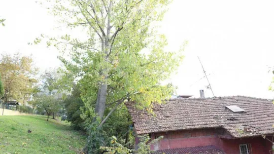 Tehlike oluşturan ağaçlar için önlem alınacak