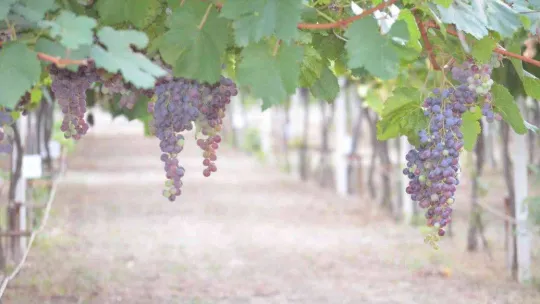 Tekirdağ'da bağ bozumu şenliği: Türkiye üzüm ihracatında dünya birincisi