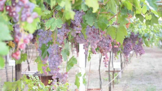 Tekirdağ'da bağ bozumu şenliği: Türkiye üzüm ihracatında dünya birincisi