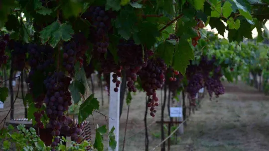 Tekirdağ'da bağ bozumu şenliği: Türkiye üzüm ihracatında dünya birincisi