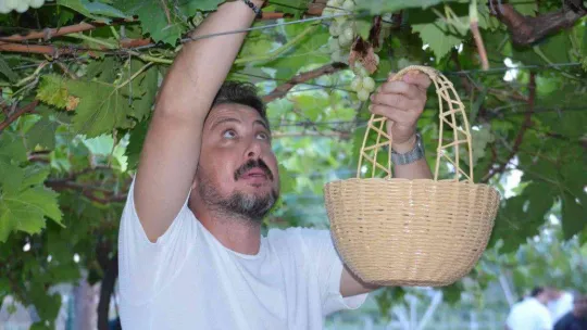 Tekirdağ'da bağ bozumu şenliği: Türkiye üzüm ihracatında dünya birincisi