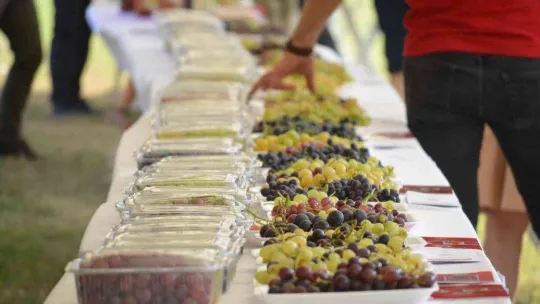 Tekirdağ'da bağ bozumu şenliği: Türkiye üzüm ihracatında dünya birincisi