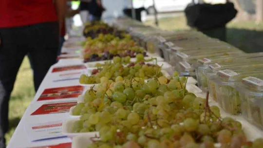 Tekirdağ'da bağ bozumu şenliği: Türkiye üzüm ihracatında dünya birincisi