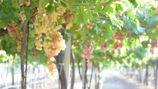 Tekirdağ'da bağ bozumu şenliği: Türkiye üzüm ihracatında dünya birincisi