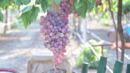 Tekirdağ'da bağ bozumu şenliği: Türkiye üzüm ihracatında dünya birincisi
