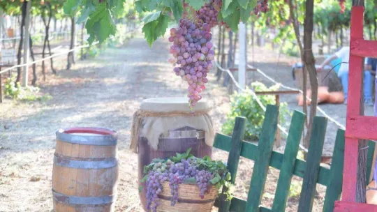 Tekirdağ'da bağ bozumu şenliği: Türkiye üzüm ihracatında dünya birincisi