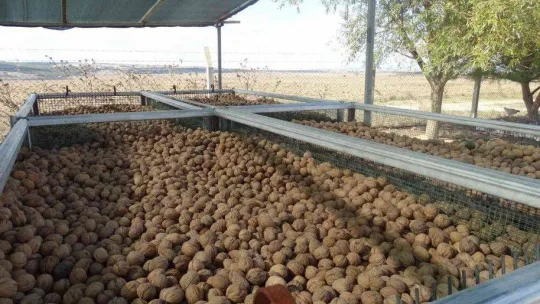 Tekirdağ'da ceviz hasadı