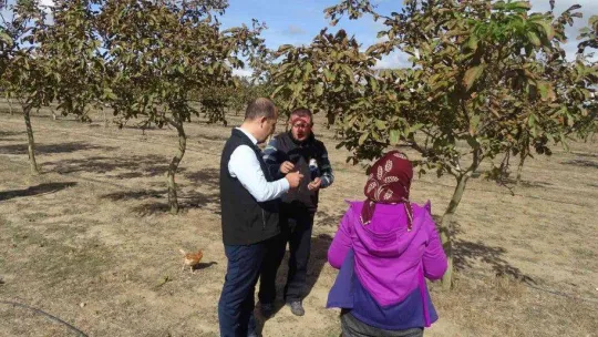Tekirdağ'da ceviz hasadı
