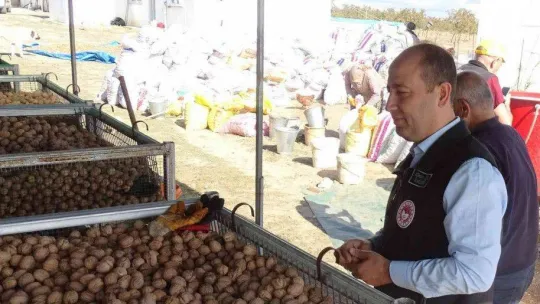 Tekirdağ'da ceviz hasadı