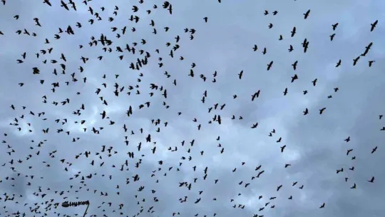 Tekirdağ'da karga sürüsü gökyüzünü istila etti