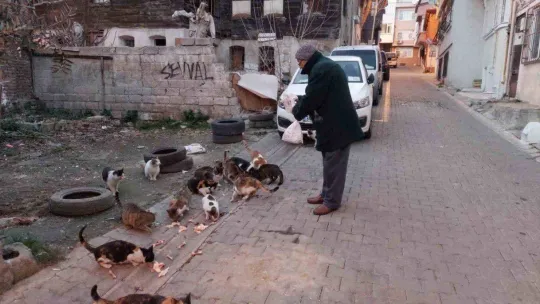 Tekirdağ'da kedi sokağı