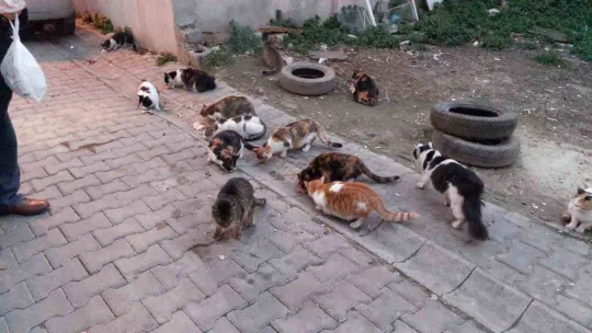 Tekirdağ'da kedi sokağı