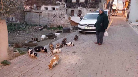 Tekirdağ'da kedi sokağı