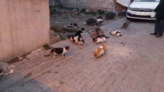 Tekirdağ'da kedi sokağı