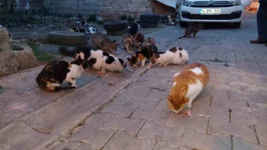Tekirdağ'da kedi sokağı