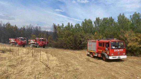 Tekirdağ'da orman yangını söndürüldü