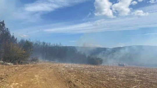 Tekirdağ'da orman yangını söndürüldü