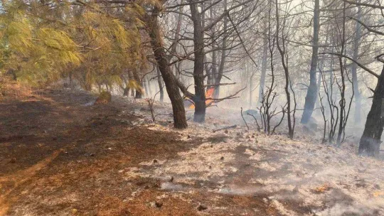 Tekirdağ'da orman yangını söndürüldü
