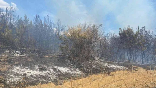 Tekirdağ'da orman yangını söndürüldü