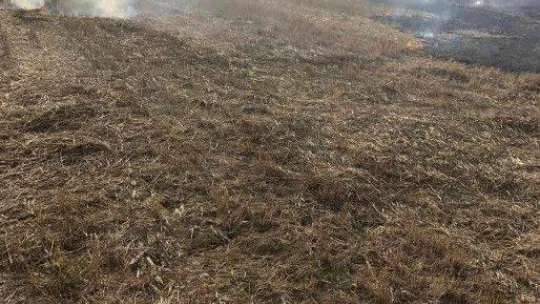 Tekirdağ'da orman yangını