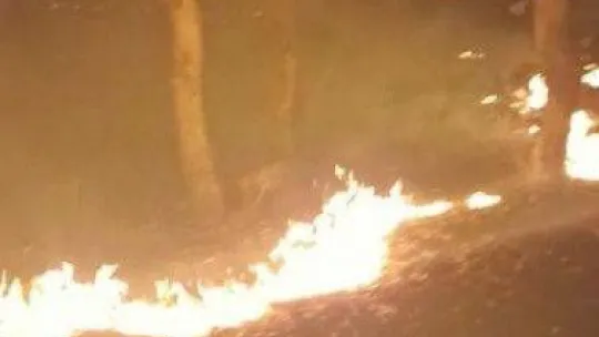 Tekirdağ'da orman yangını