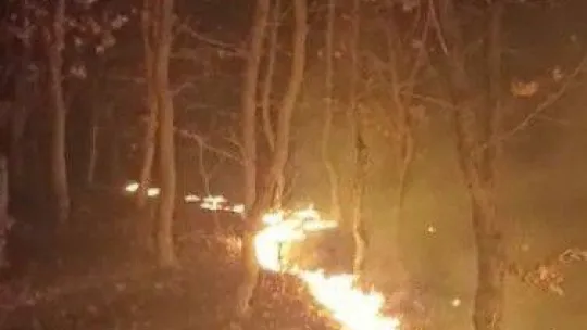 Tekirdağ'da orman yangını