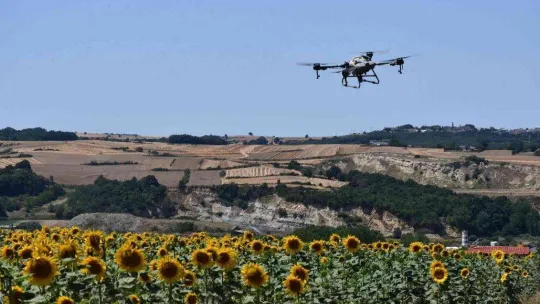 Tekirdağ'da tırtıl istilası: Dron ile operasyon başlatıldı