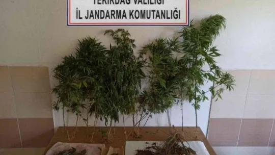 Tekirdağ'ın 5 ilçesinde uyuşturucu operasyonu