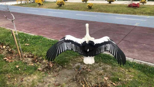 Tekirdağ'ın meşhur leyleği talihsiz bir kaza geçirdi