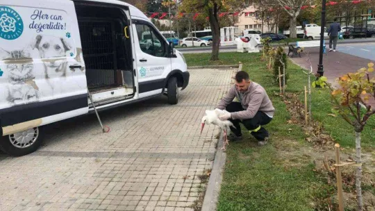 Tekirdağ'ın meşhur leyleği talihsiz bir kaza geçirdi