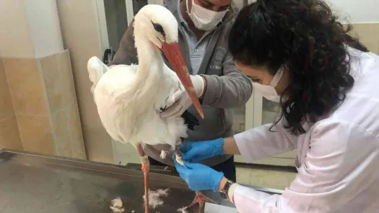 Tekirdağ'ın meşhur leyleği talihsiz bir kaza geçirdi