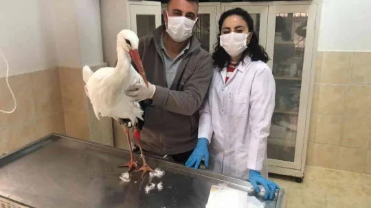 Tekirdağ'ın meşhur leyleği talihsiz bir kaza geçirdi