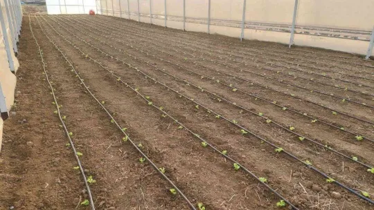 Tekirdağ seracılığında hedef İstanbul pazarı